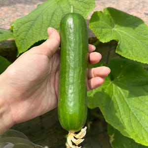May include: A fresh, green cucumber held in a hand, with a light green stem and a small cluster of dried flowers at the base. The cucumber is surrounded by large, green leaves.