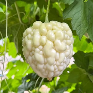 May include: A close-up of a white, bumpy gourd hanging from a vine with green leaves. The gourd has a unique, textured surface and is a pale, creamy color. The background is filled with lush green foliage.
