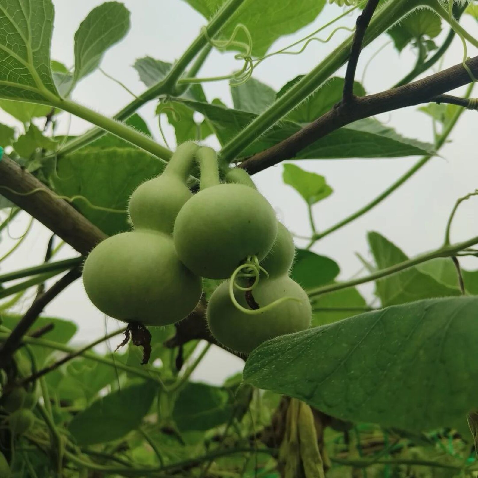 Mini Jourds Little Gourd Seeds - Mini Bottle Gourds for Garden, Heirloom and Non ...