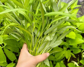 Willow Leaf Water Spinach Seeds - Kangkong Seeds for Growing, Heirloom Asian Vegetable Garden Seeds, Non-GMO, Fast Growing, 200 Seeds