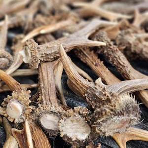 Roe buck antler