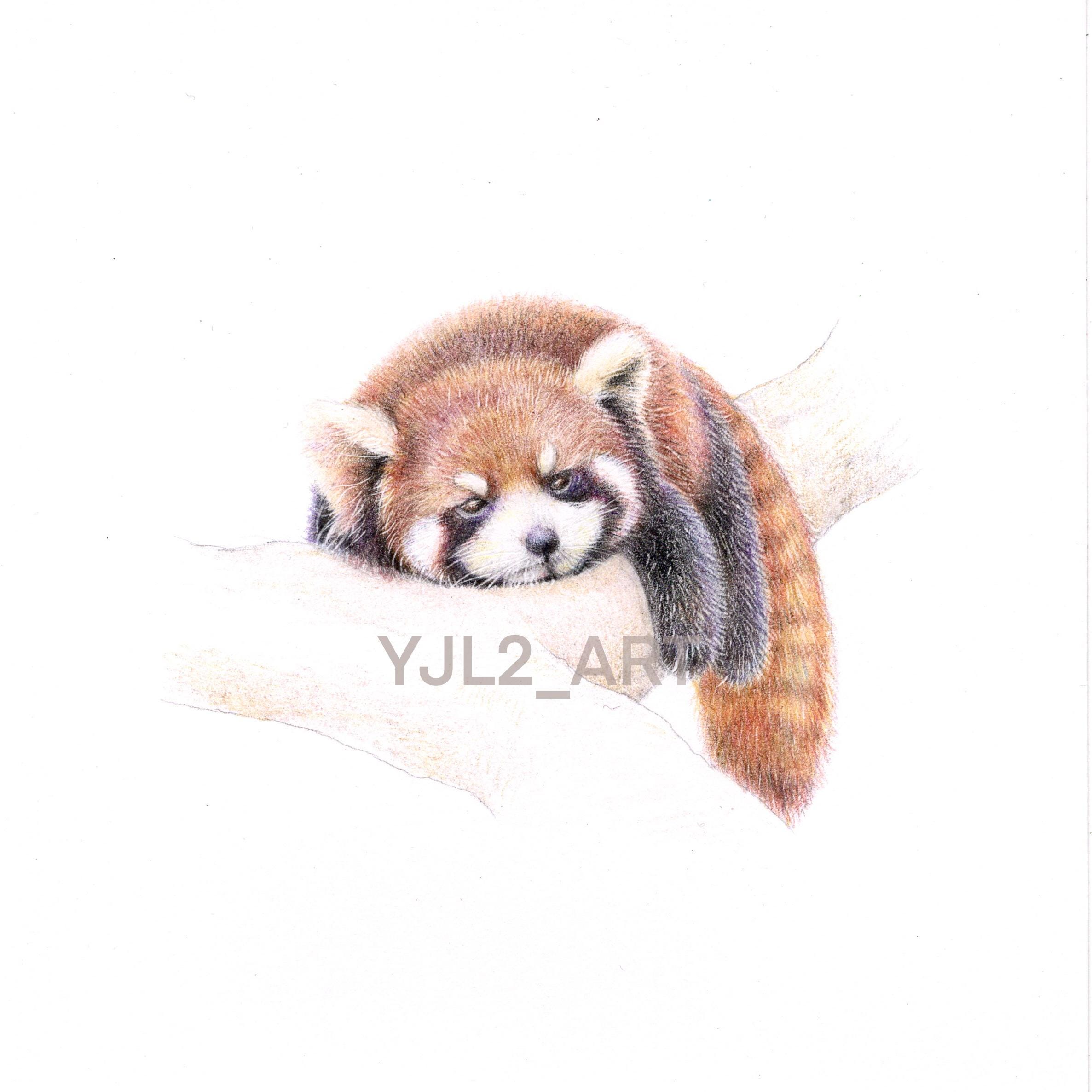 Red Panda | Colored Pencil Drawing | Art Print - Etsy