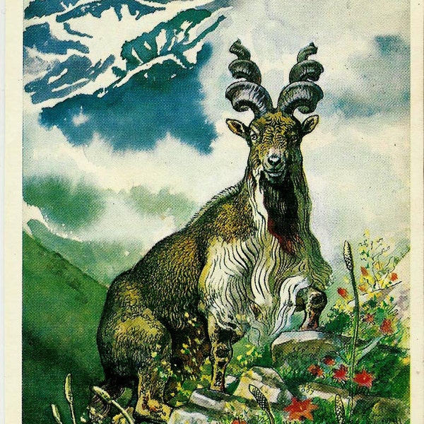 Goat - Vintage  Russian Postcard
