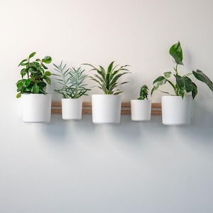 Puede incluir: Cinco plantas en macetas en macetas de cerámica blanca están dispuestas en un soporte de madera contra una pared blanca. Las plantas varían en tamaño y tipo, con follaje verde. Las macetas son uniformes en tamaño y forma.