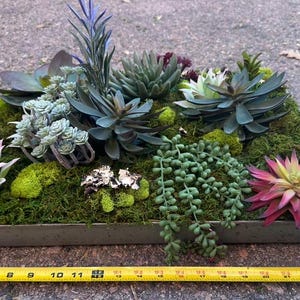 May include: A rectangular planter filled with a variety of succulents and moss. The succulents display shades of green, purple, and pink. A yellow measuring tape is at the bottom of the image.
