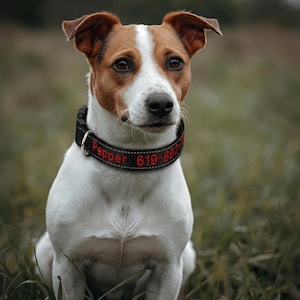 May include: A Jack Russell Terrier with a white and brown coat sits in the grass, wearing a black collar with red embroidered text that reads "Pepper 619-892". The dog is looking directly at the camera.