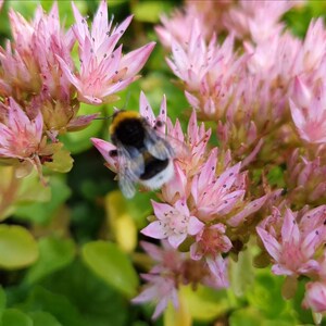 May include: A close-up shot of a pink flowering plant with clusters of small, star-shaped blossoms. A bumblebee, with black and yellow stripes, is on one of the flowers. Green leaves form a backdrop to the flowers.