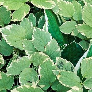 May include: Close-up of a patch of green and white variegated leaves. The leaves have a creamy white border and are arranged in a dense cluster.