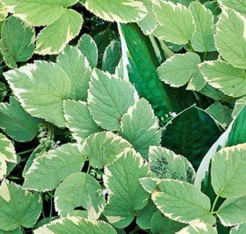 May include: Close-up of a patch of green and white variegated leaves. The leaves have a creamy white border and are arranged in a dense cluster.