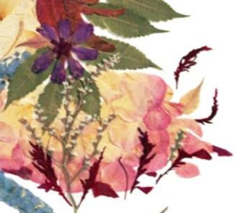 K&ouml;nnte beinhalten: Eine Sammlung gepresster Blumen und Bl&auml;tter in den Farben Rosa, Gelb, Blau, Lila und Rot. Die Blumen sind in einem zuf&auml;lligen Muster angeordnet und bilden ein wundersch&ouml;nes und nat&uuml;rliches Design.
