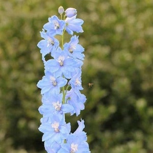 K&ouml;nnte beinhalten: Ein hoher Stiel mit hellblauen Rittersporn-Bl&uuml;ten, im Hintergrund fliegt eine Biene.