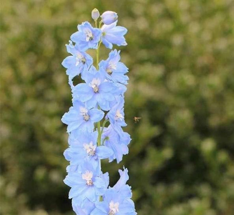 K&ouml;nnte beinhalten: Ein hoher Stiel mit hellblauen Rittersporn-Bl&uuml;ten, im Hintergrund fliegt eine Biene.