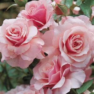 K&ouml;nnte beinhalten: Eine Gruppe von blassrosa Rosen mit zarten Bl&uuml;tenbl&auml;ttern, die in einem Garten bl&uuml;hen.