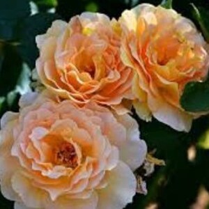 May include: Three peach-colored roses with soft, ruffled petals. The roses are in full bloom and have a delicate, feminine appearance.