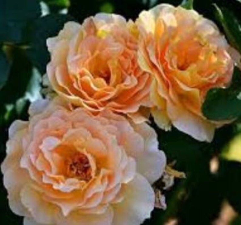May include: Three peach-colored roses with soft, ruffled petals. The roses are in full bloom and have a delicate, feminine appearance.