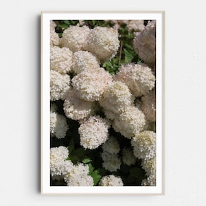 May include: A framed print featuring a close-up of white hydrangea flowers. The flowers are clustered together, creating a full, textured appearance. The blooms have a slight pink hue, and the background is a mix of green leaves and shadows.