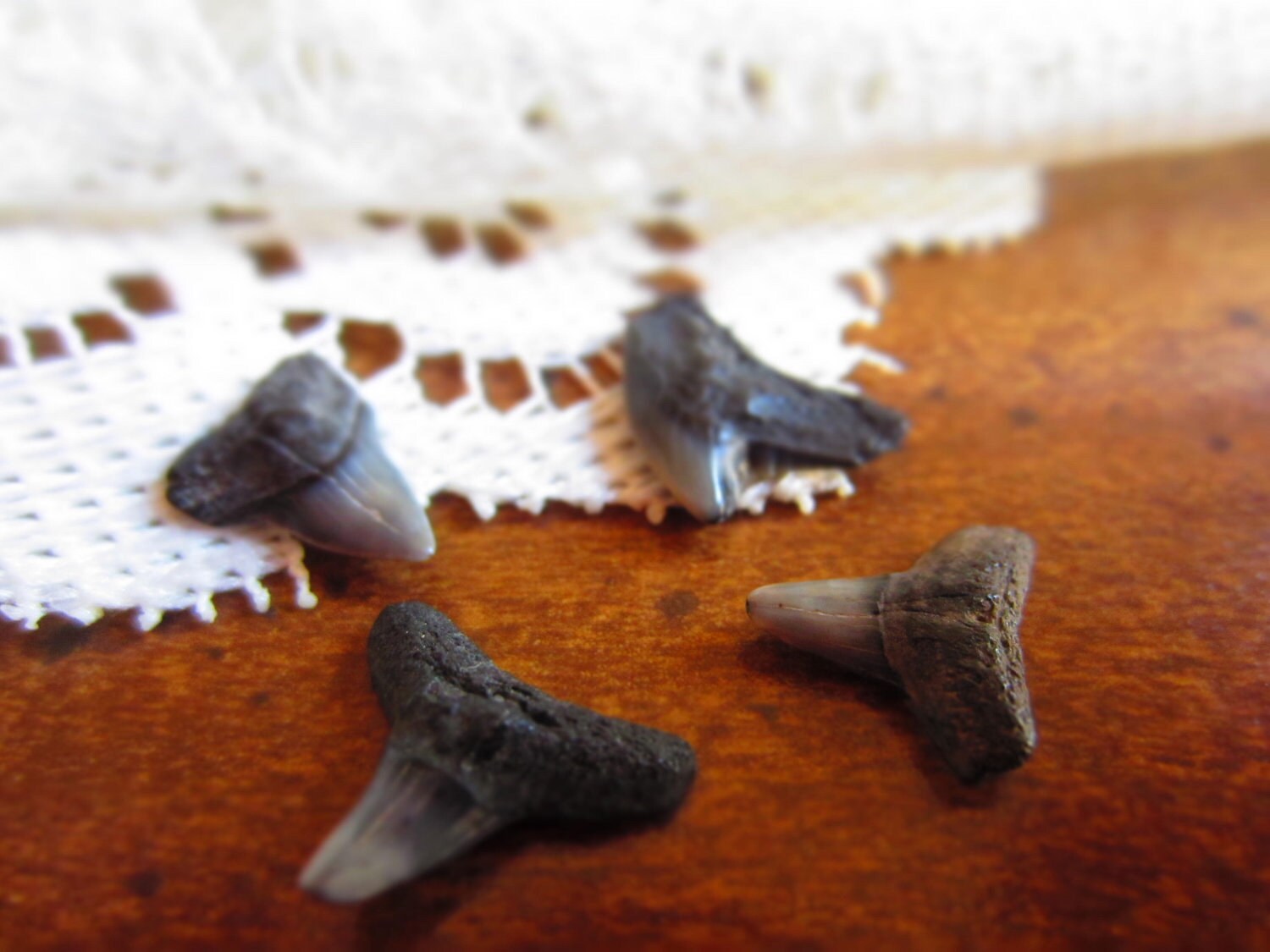 Prehistoric Shark Teeth Samples Early Middle Miocene | Etsy