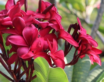 Dark Red Plumeria Cutting