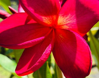 Hawaiian Raspberry, Dark Pink Plumeria Cutting. Vivid Flowers, Bright Berry Scent.