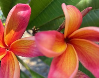 Sunset Plumeria Cutting, Orange, Pink and Yellow. Rare type and have a fruity fragrance!