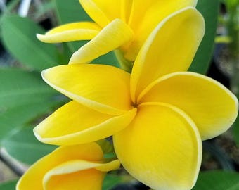 Kailua Sun, Bright Yellow Plumeria Cutting: Fragrant Tropical Flower for Hot Climates