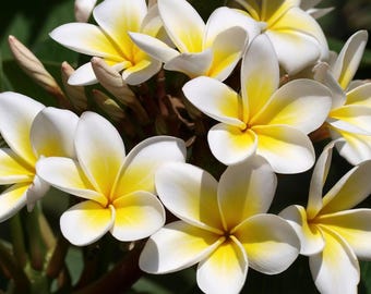 Hawaiian White & Yellow Plumeria Cutting. Classic colors and bright fragrance.