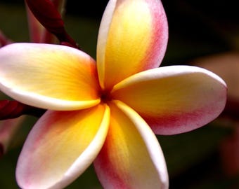 Rainbow Plumeria Cutting (Pink/mauve, yellow & white)