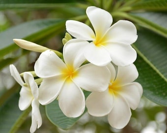 Fragrant White Plumeria: Singapore Variety, very fragrant flowers and appealing rounded foliage