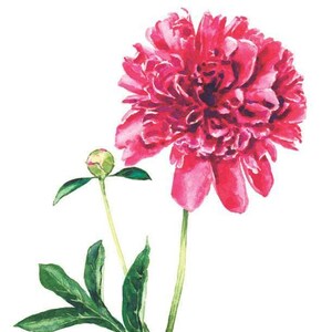 Pink Peony Art Print, Peony Watercolor Painting, Peonies Wall Decor, Pink Floral Home Decor, Botanical Illustration, Bright Southern Preppy immagine 6
