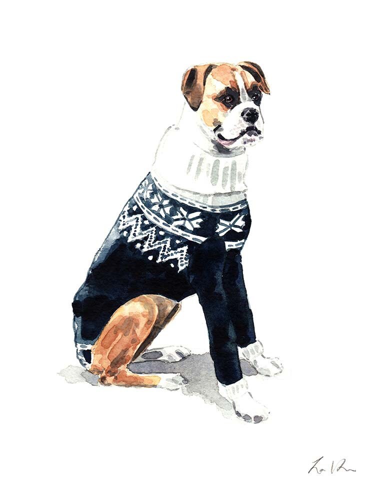 do boxers need sweaters