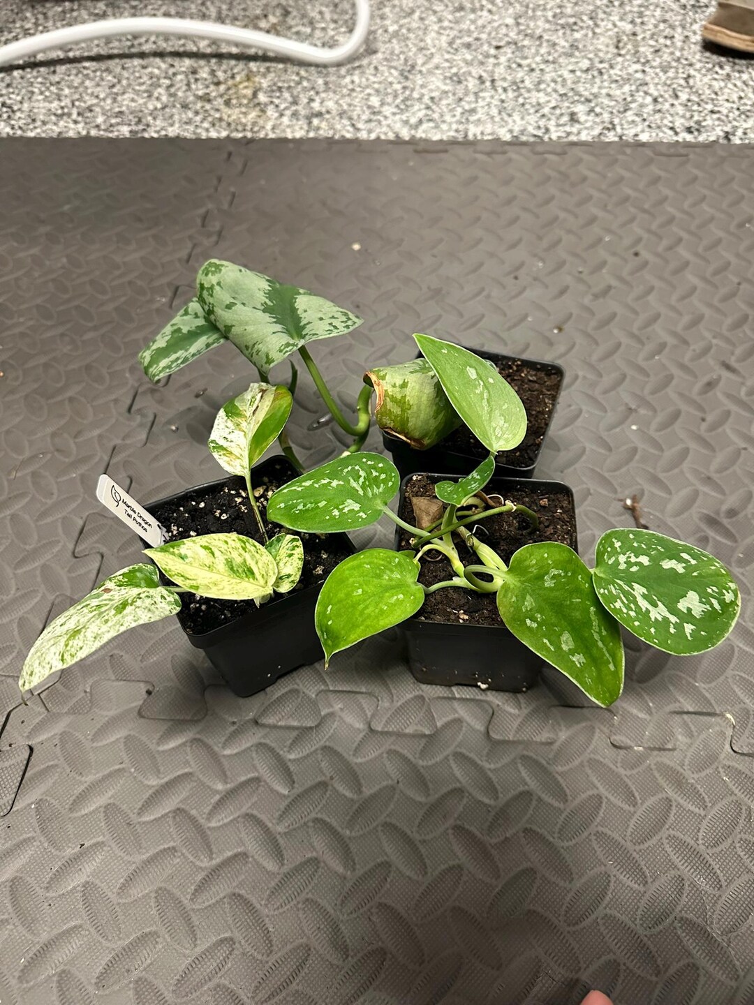 House Plant Bundle--4
