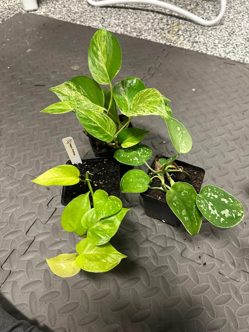 House Plant Bundle--4