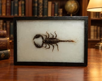 May include: A dark brown scorpion specimen preserved inside a rectangular block of translucent white resin, encased within a thin black wooden frame. The scorpion is positioned horizontally in the center, displaying its pincers and segmented tail.