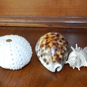 3 Vintage Shells - South Pacific -  Spiny Murex - Large Cowrie Shell -Sea Urchin Hand Collected  3 4 1