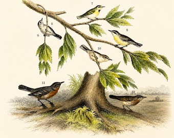 May include: A vintage-style botanical and ornithological illustration featuring six distinct birds perched on a tree branch and a tree stump. The birds are numbered 7 through 12, depicted with detailed plumage in shades of brown, yellow, and gray.