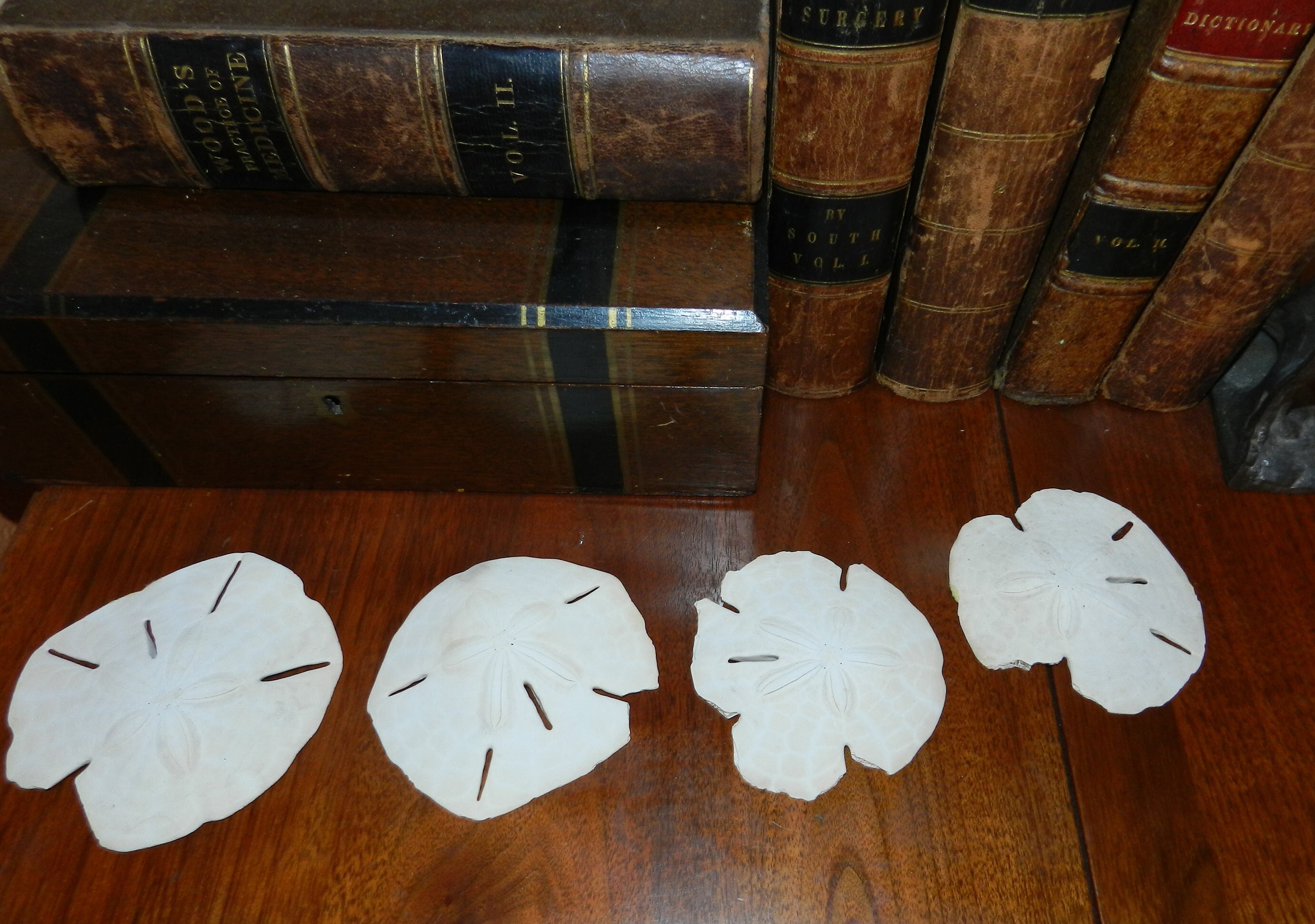 FIVE Sand Dollars Laganidae Sand Dollar Skeletons Natural Display