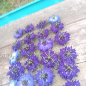 May include: A collection of vibrant blue and purple flowers with delicate, spiky petals. The flowers are scattered on a weathered wooden surface, with a hint of a blue border and a blurred green background.
