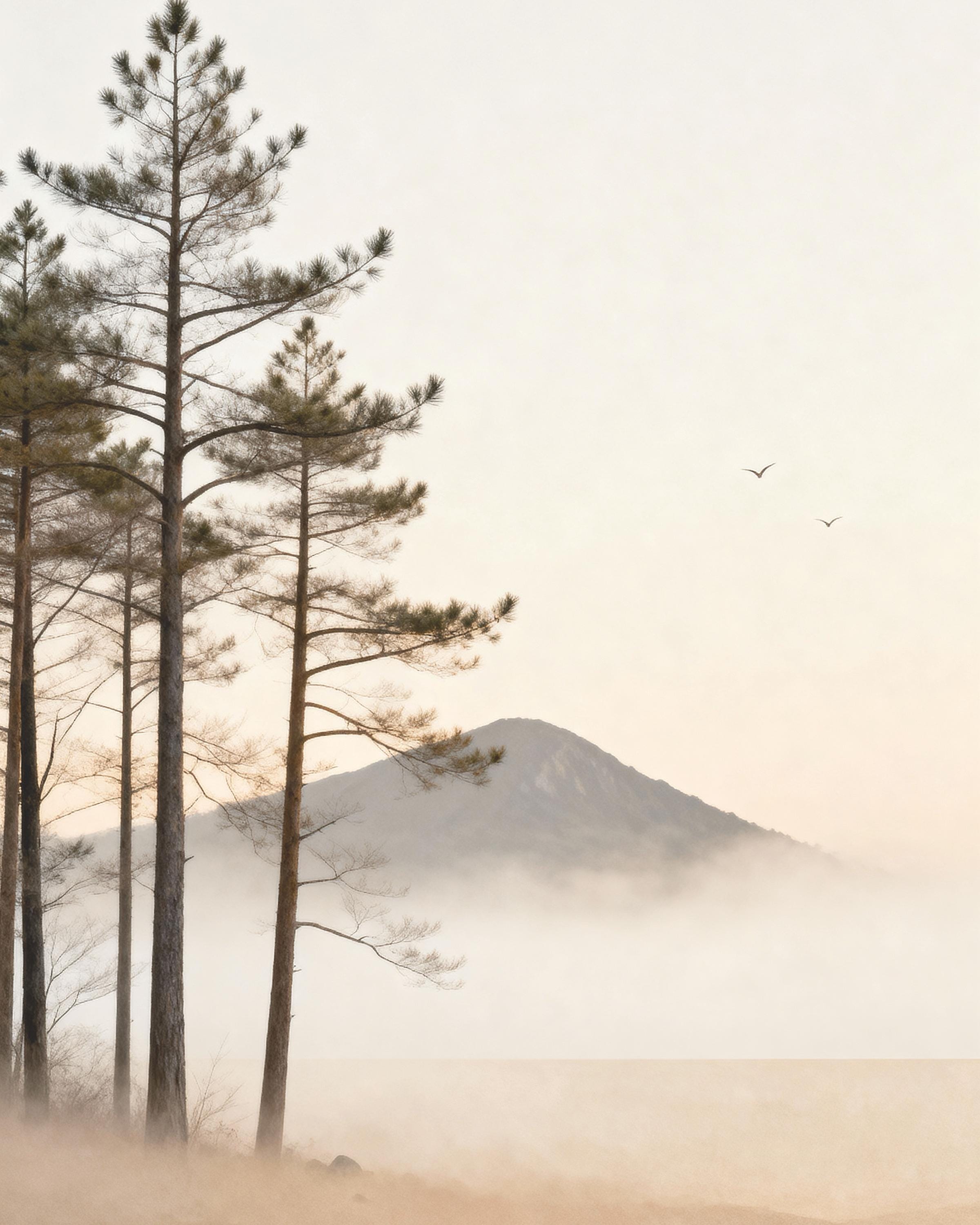 Misty Pines & Mountains — Set of 2 — image 5