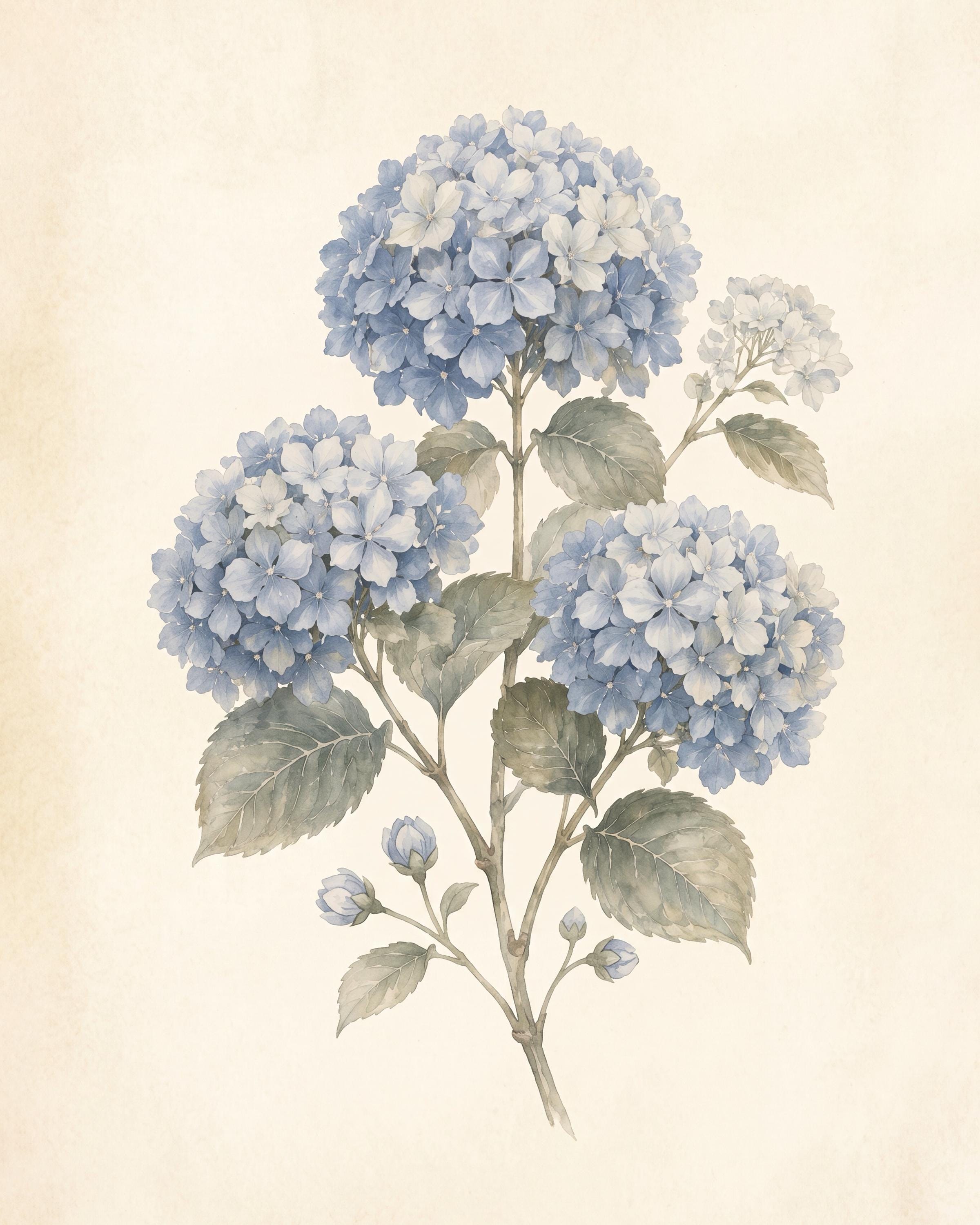 Blue Hydrangea Print, Vintage Botanical Prints, Watercolor Floral Wall Art, Cottage Decor (Digital Download) — image 2