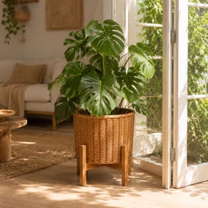 Op de afbeelding: Een grote, groene Monstera-plant in een geweven rieten plantenbak op een houten standaard. De plantenbak is lichtbruin en cilindrisch. De bladeren van de plant zijn gespleten. De scène speelt zich binnenshuis af, bij een raam.