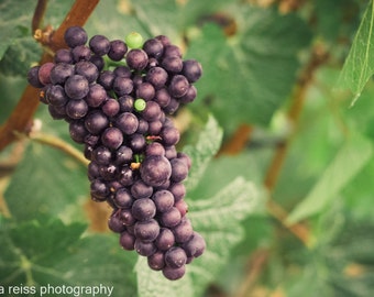 Grapes on a Grapevine Photography Vineyard Winery Red Wine Lovers Art Print Home Decor Pinot Noir Nature Kitchen Dining Room Bar Photo