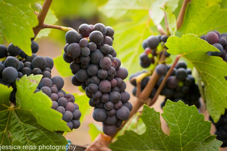 Grapes on a Grapevine Photography Winery Photograph Wine Etsy