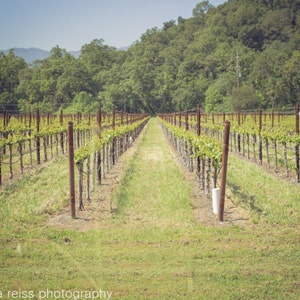 Green Vineyard Art Print Napa California Winery Photography Grapevines Nature Modern Home Decor Kitchen Dining Room Sage Olive Green