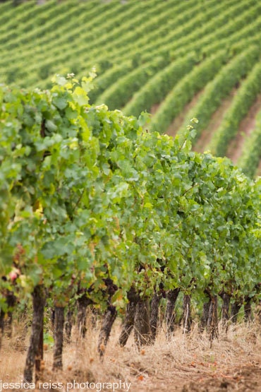 Vineyard Photography Art Print Grapevines Green Winery Home Decor Wine Lovers Wall Art Grapes Bar Kitchen Dining  Decor Napa Sonoma Oregon
