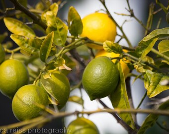 Lemon Lime Tree Branch Art Print Photograph Citrus Fruit Photography Kitchen Bar Dining Room Cafe Wall Decor Wall Art