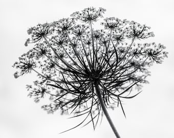 Queen Anne&#39;s Lace Art Print Photograph Black and White Vintage Rustic Modern Shabby Chic Home Decor Flower Photography