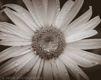 Black and White Daisy with Water Droplets Art Print Flower Nature Photography Vintage Rustic Girly Shabby Chic Home Decor New Zealand Print