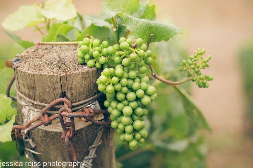 Green Grapes Wine Vineyard Photography Rustic Wine Lovers Art Etsy