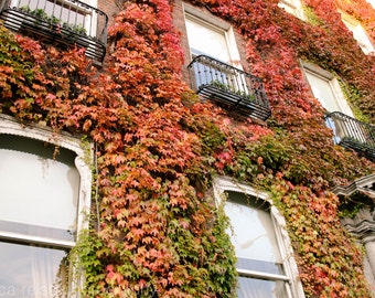 Multicolored Fall Autumn Ivy Leaves on a Vine Art Print Architecture Print Red Orange Leaves Photography Dublin Ireland Art Wall Decor