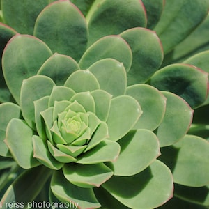 Succulent Plant Art Print Photograph Nature Plant Wall Art Modern Home Decor Bedroom Bathroom Entryway Wall Decor Sage Green